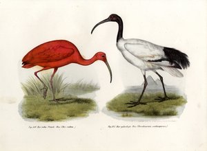Scarlet Ibis