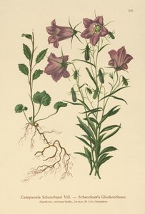 Scheuchzers Bellflower