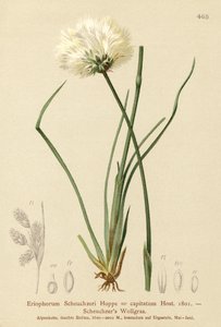 Scheuchzers Cotton-grass by German School