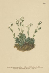 Scree Saxifrage