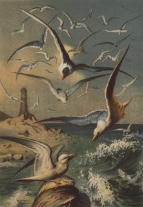 Seagulls