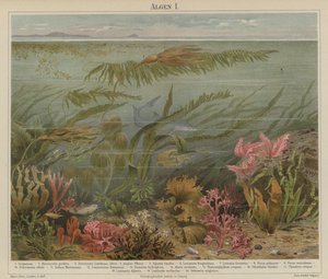 Seaweed