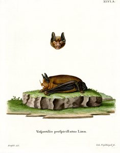 Seba