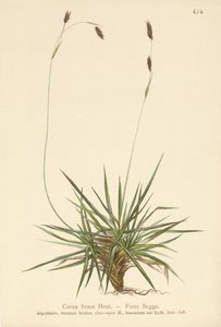 Sedge by German School