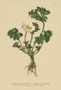 Seguiers Crowfoot (Ranunculus seguieri)