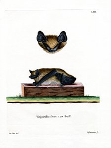 Serotine Bat by German School