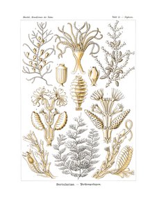 Sertulariae by German School