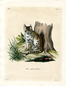 Serval