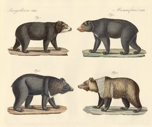 Several bears found by German School