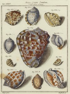 Shells