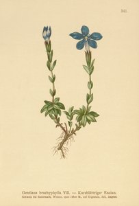 Short-leaved Gentian by German School