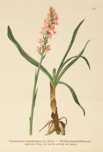 Short-spurred Fragrant Orchid by German School