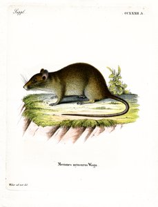 Short-tailed Bandicoot Rat by German School