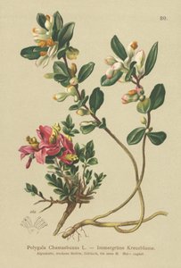 Shrubby Milkwort by German School
