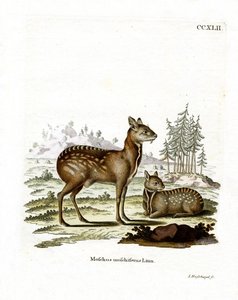 Siberian Musk Deer by German School