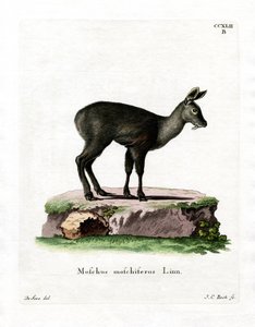 Siberian Musk Deer by German School
