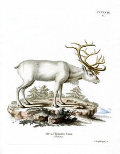 Siberian Reindeer by German School