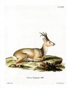 Siberian Roe Deer by German School