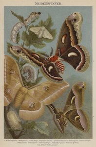 Silkmoths by German School