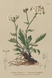 Silvery Yarrow