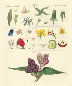 Single Flower Parts by German School