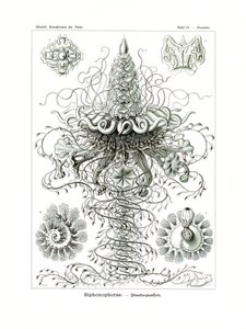 Siphonophorae by German School