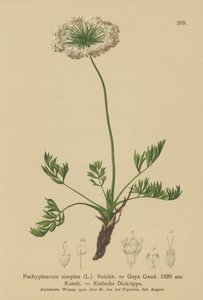 Small Alpine Lovage by German School