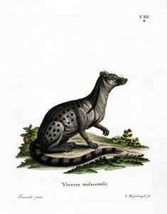 Small Indian Civet by German School
