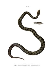Smooth Snake by German School