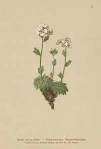 Snow-white Whitlow-grass