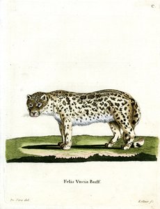 Snow Leopard
