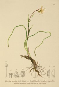 Snowdon Lily by German School