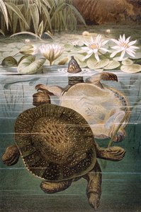 Soft Shelled Turtle, plate from Brehms Tierleben by German School