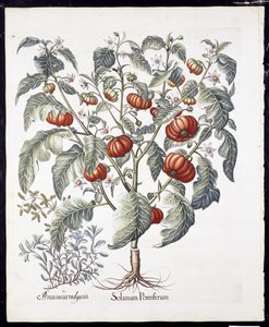 Solanum Pomiferum from Hortus Eystettensis by Basil Besler, pub. 1613