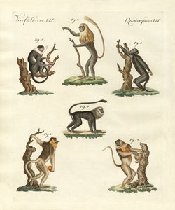 Some Kinds of Monkeys by German School