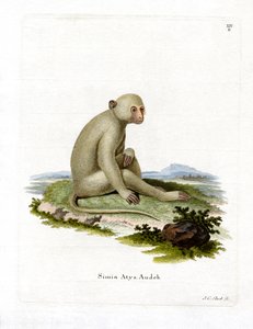 Sooty Mangabey by German School