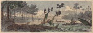 South America: Estuary in Guyana by German School