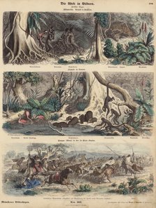 South America: jungle in Brazil; riverbank in Guiana; Indians surprising Gauchos on the Pampas and making off with their herd of cattle