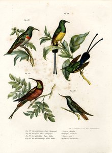 Southern Double-collared Sunbird