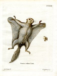 Southern Flying Squirrel by German School