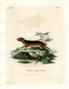 Southern Red-sided Opossum by German School