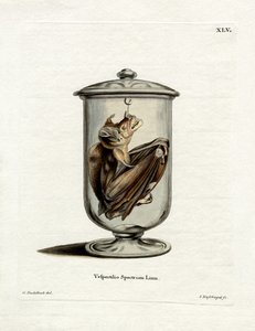 Spectral Bat by German School