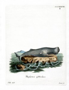 Sperm Whale