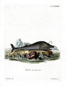 Sperm Whale