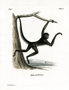 Spider Monkey