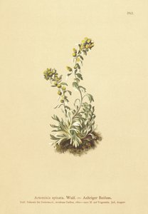 Spiked Wormwood by German School