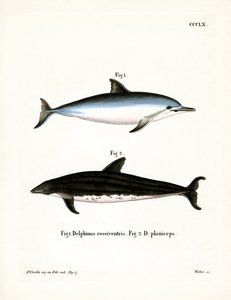 Spinner Dolphin by German School