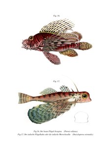 Spotfin Lionfish by German School