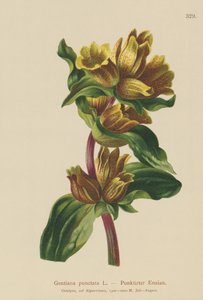 Spotted Gentian