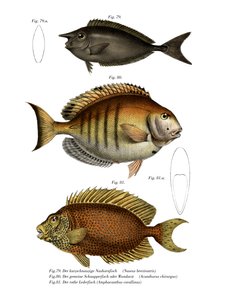 Spotted Unicornfish by German School